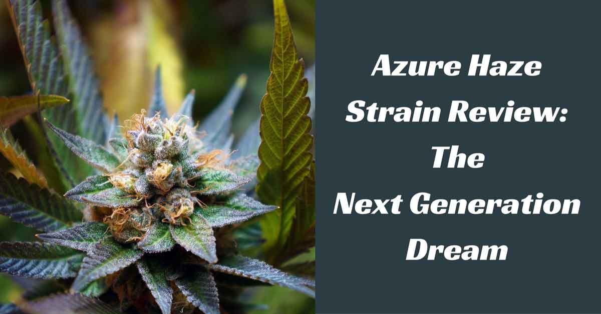 Azure Haze Strain Review