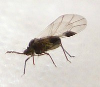 adult-root-aphid
