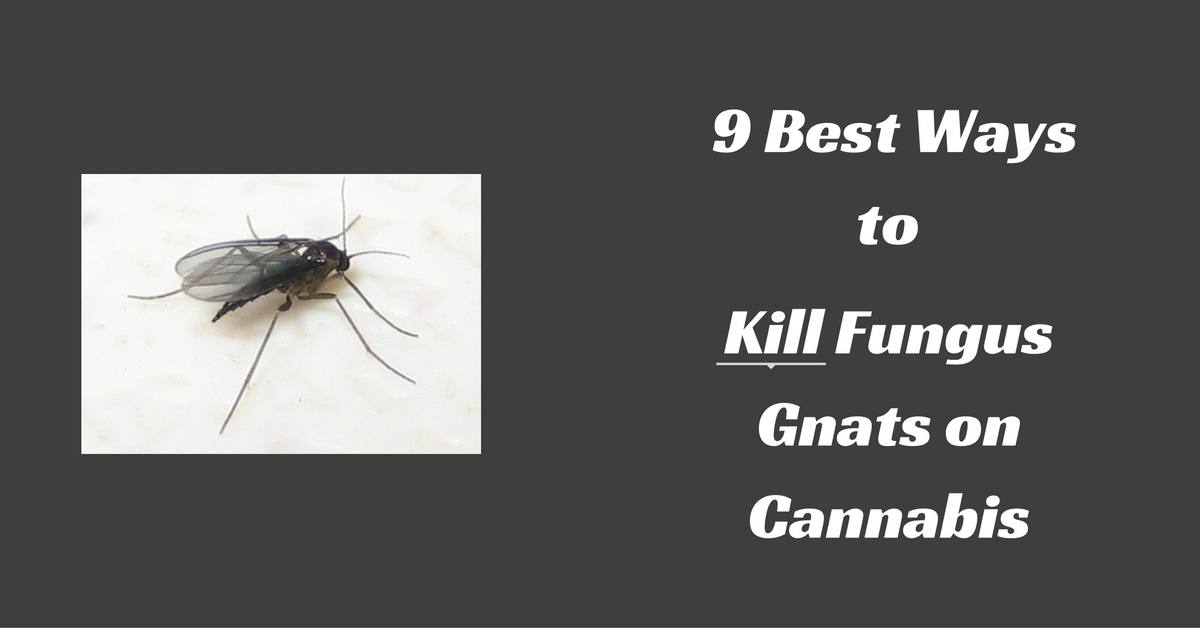 9 Best Ways to Kill Fungus Gnats on Cannabis