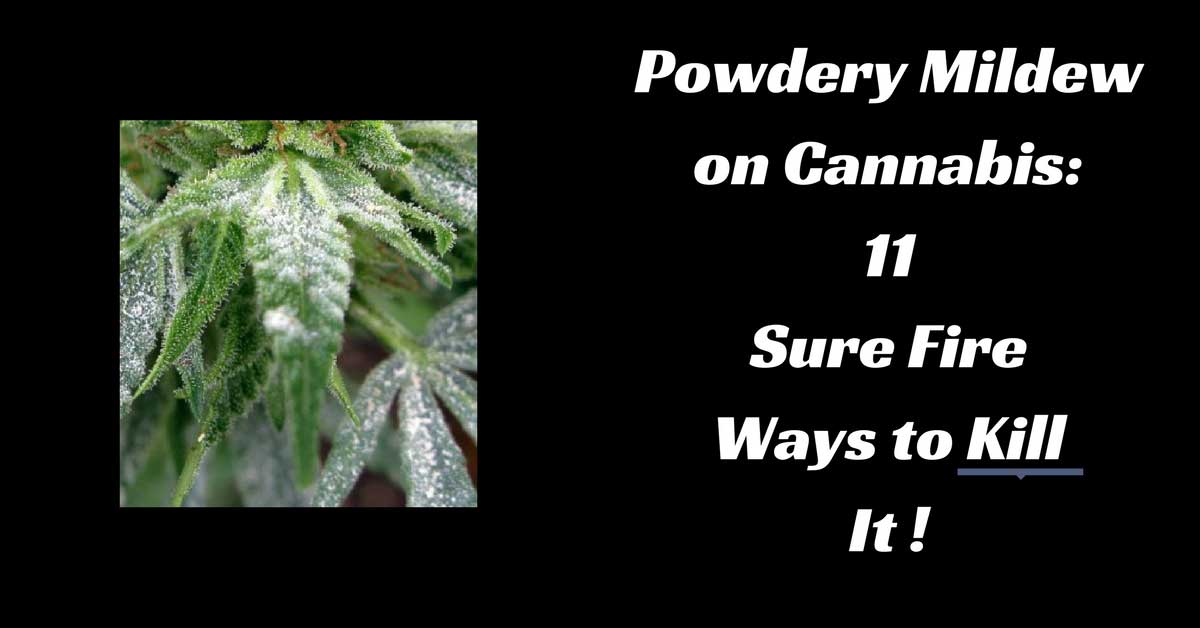 Powdery Mildew On Cannabis Plants: 11 Ways To Kill It!