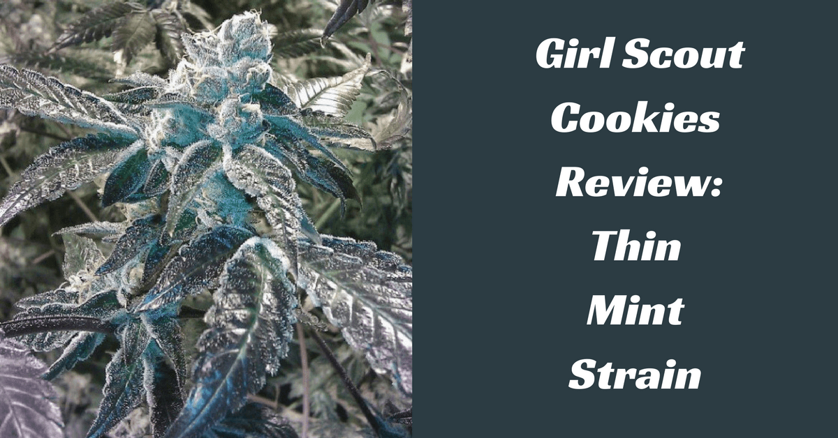 Girl Scout Cookie Review Thin Mint Strain