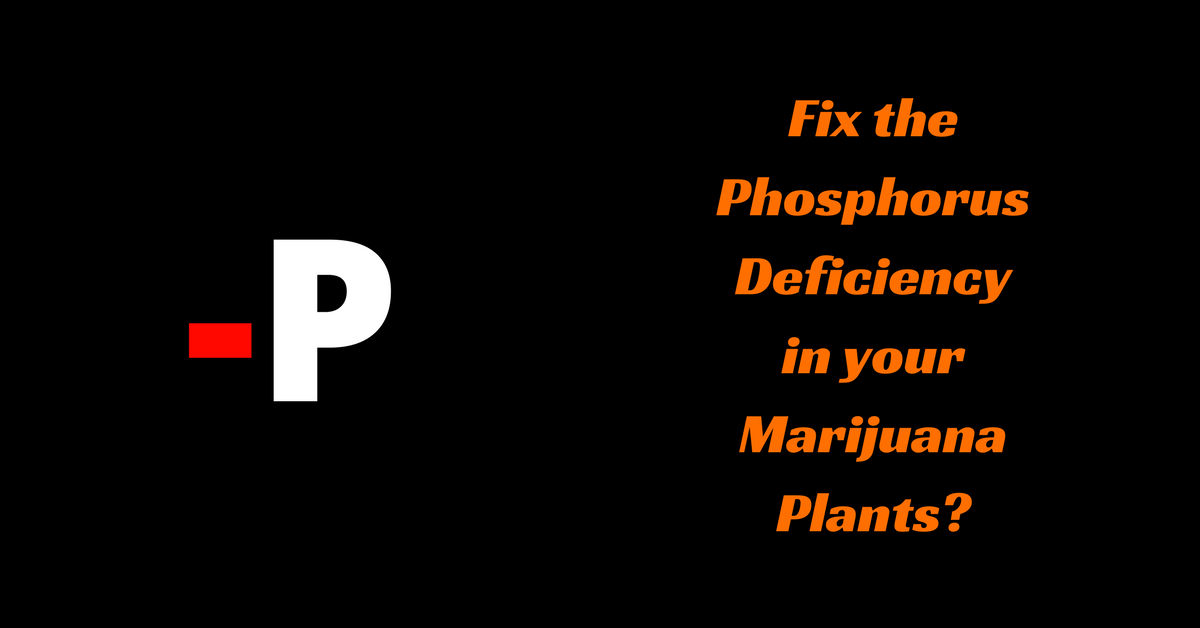 Fix The Phosphorus Deficiency In Your Marijuana Plants