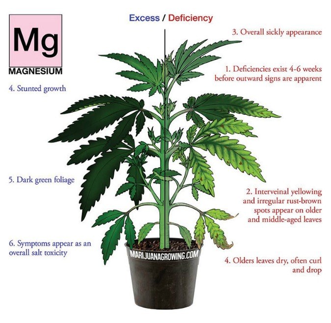 magnesium-deficiency-marijuana-diagram.jpg
