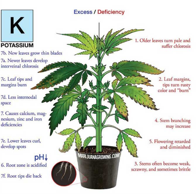 Cannabis Symptoms Chart