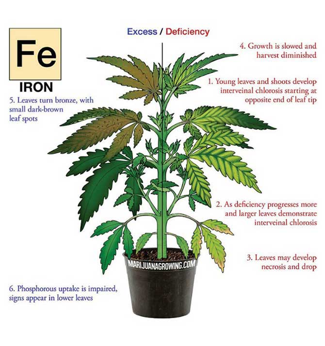 Cannabis Leaf Problem Chart