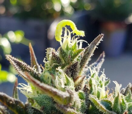 cannabis caterpillars plants rid